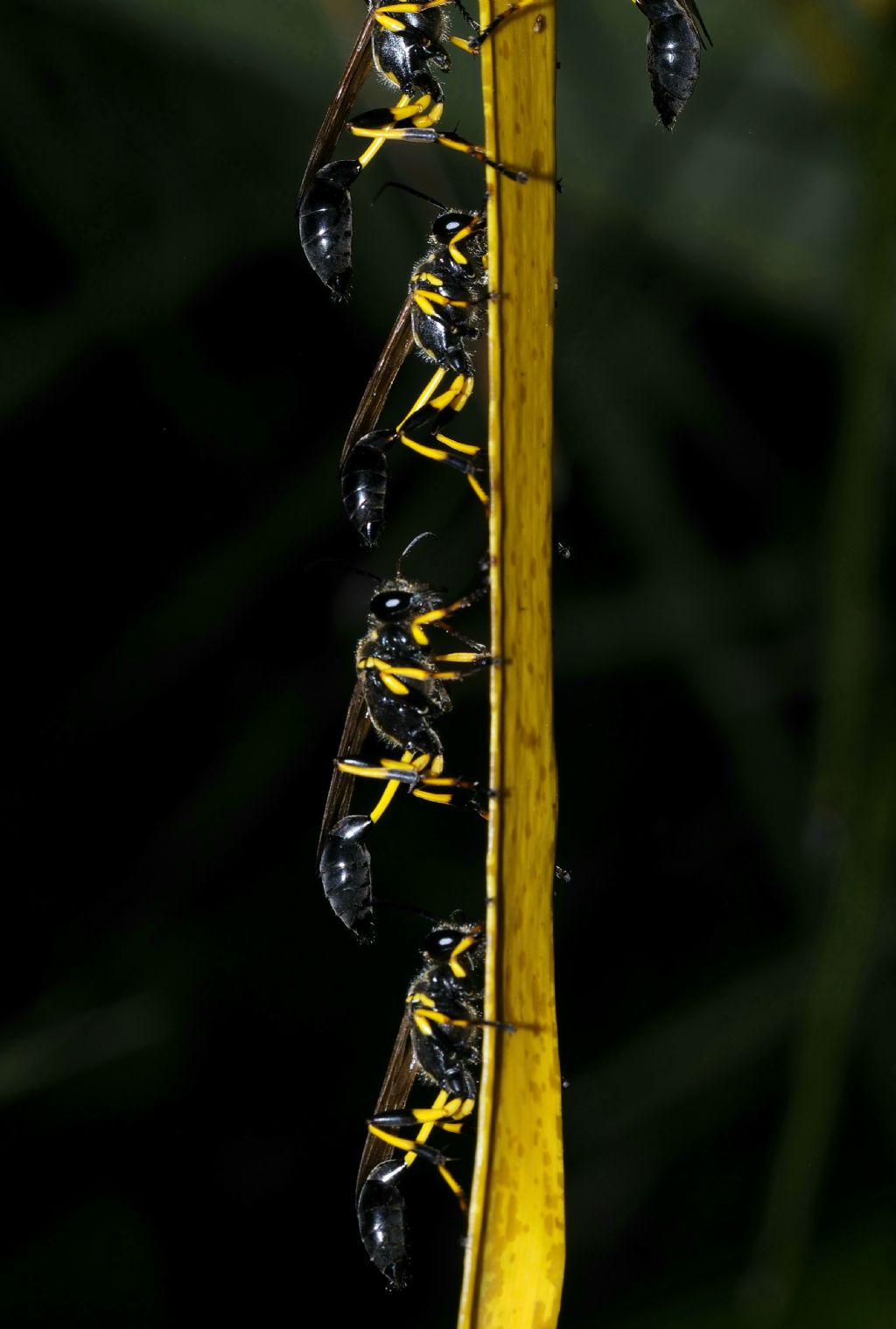 Sceliphron madraspatanum ssp. tubifex?  S !