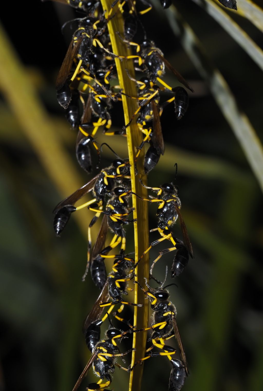 Sceliphron madraspatanum ssp. tubifex?  S !