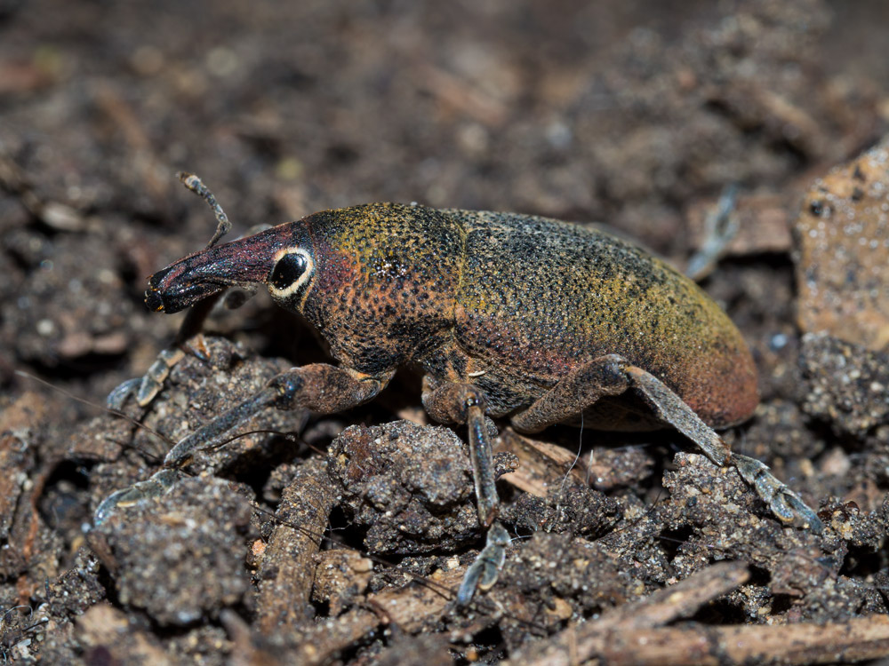 Curculionidae da determinare