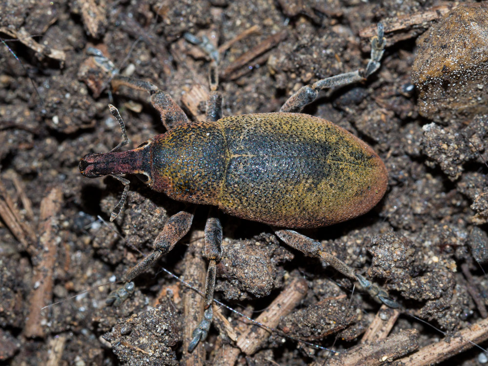 Curculionidae da determinare