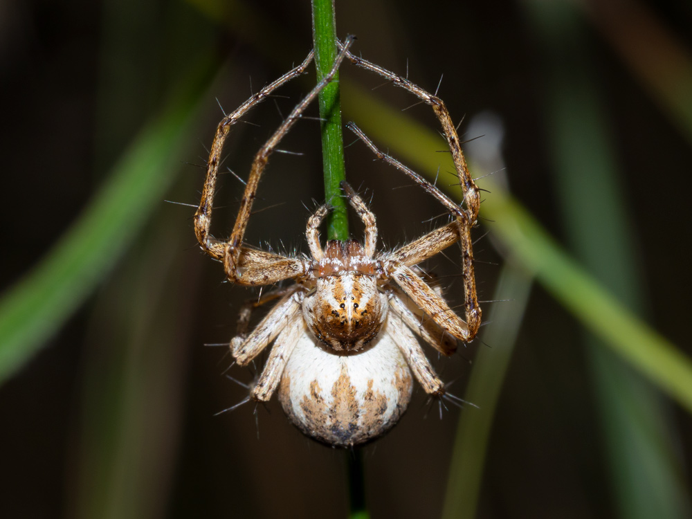 Oxyopes heterophthalmus - Orbetello (GR)