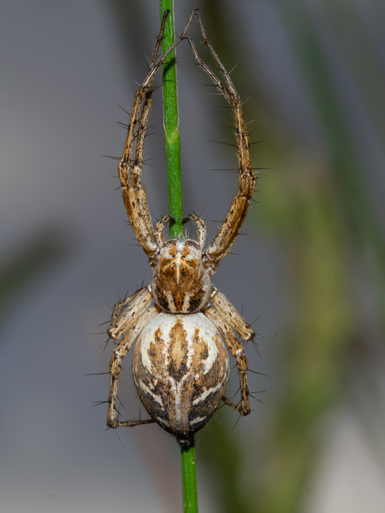 Oxyopes heterophthalmus - Orbetello (GR)