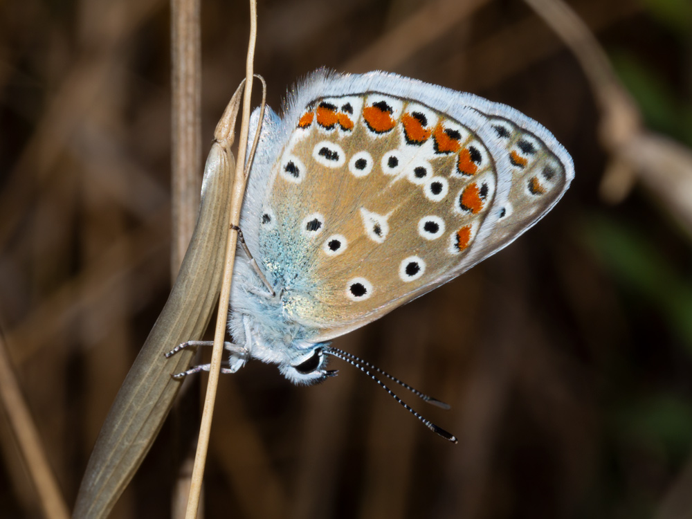 Polyommatus icarus?