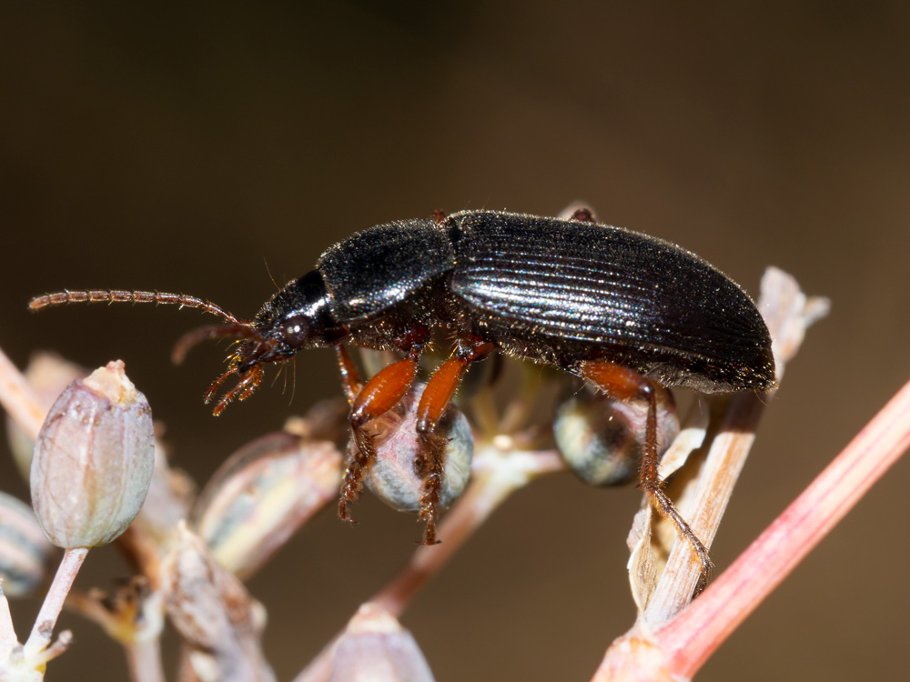 Carabidae: Ophonus sp.