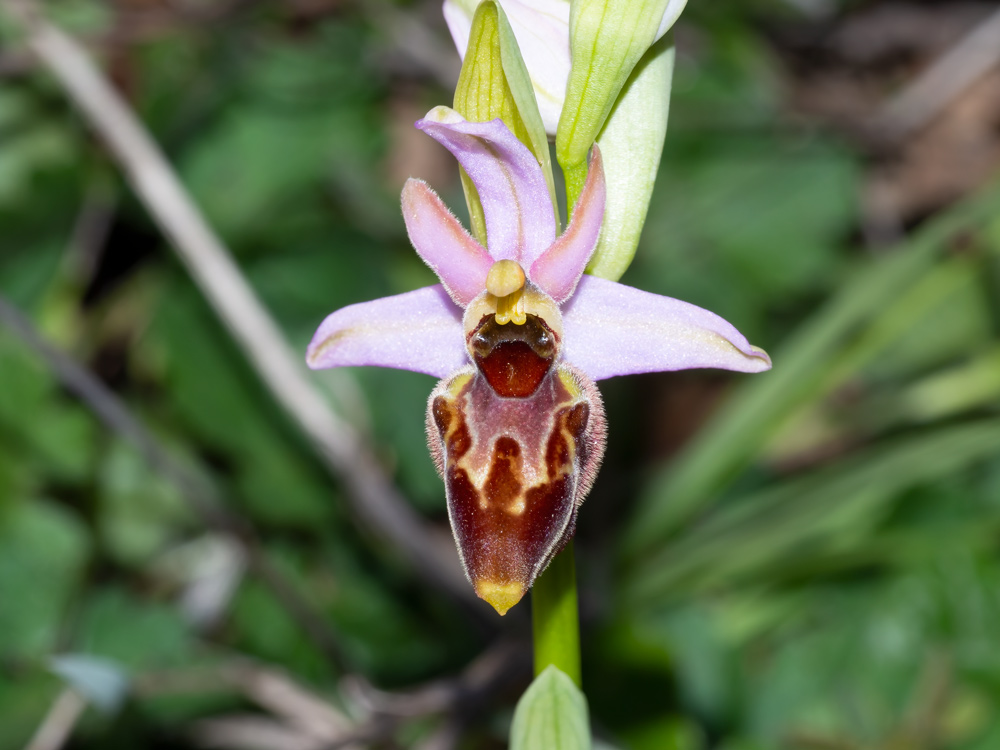 Ophrys exaltata?