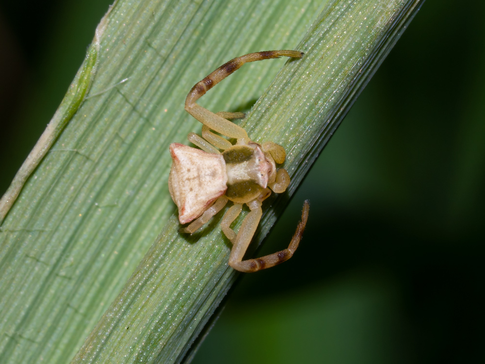 Thomisus onustus - Orbetello