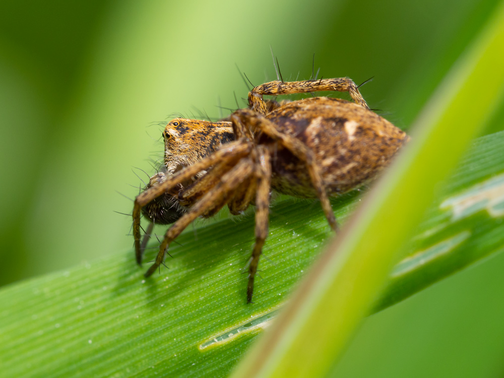 Oxyopes heterophthalmus? ... Oxyopes sp. -  Scansano (GR)