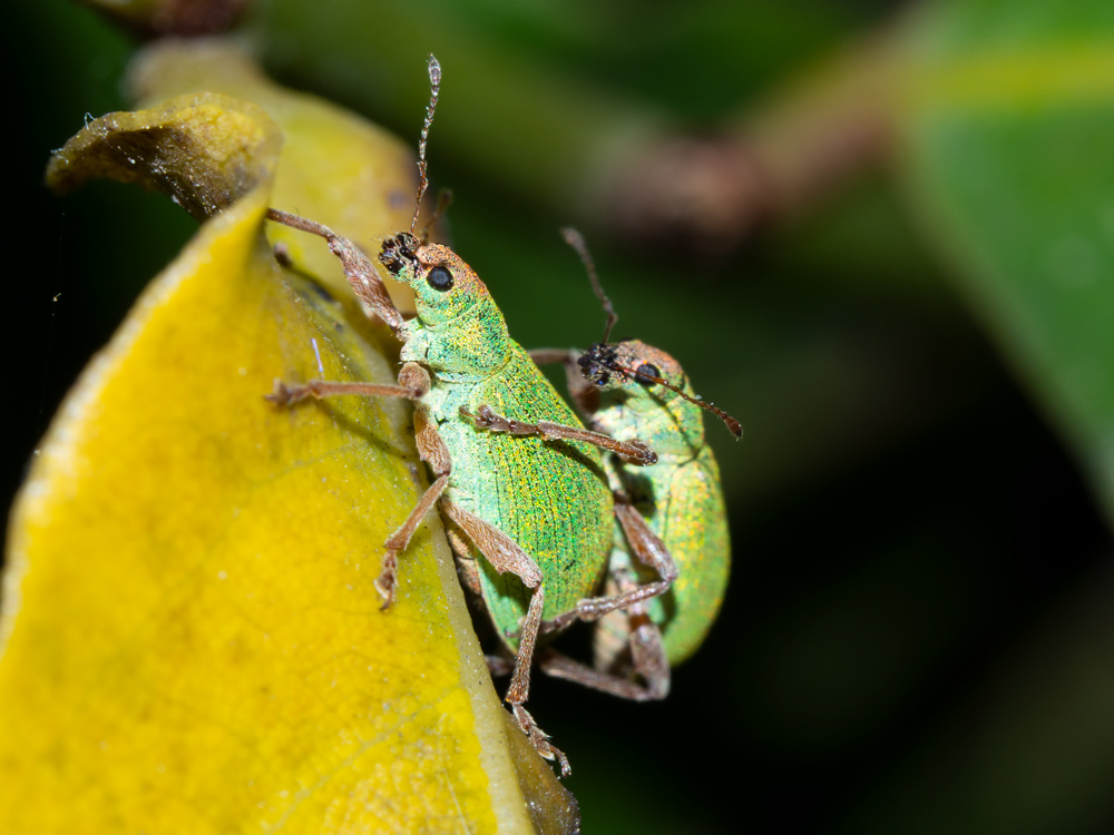 Polydrusus sp. da identificare