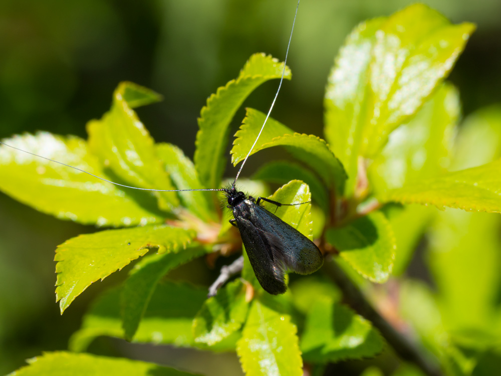 Aiuto identificazione