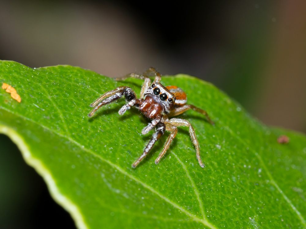 Salticidae: Icius hamatus, maschio - Orbetello (GR)