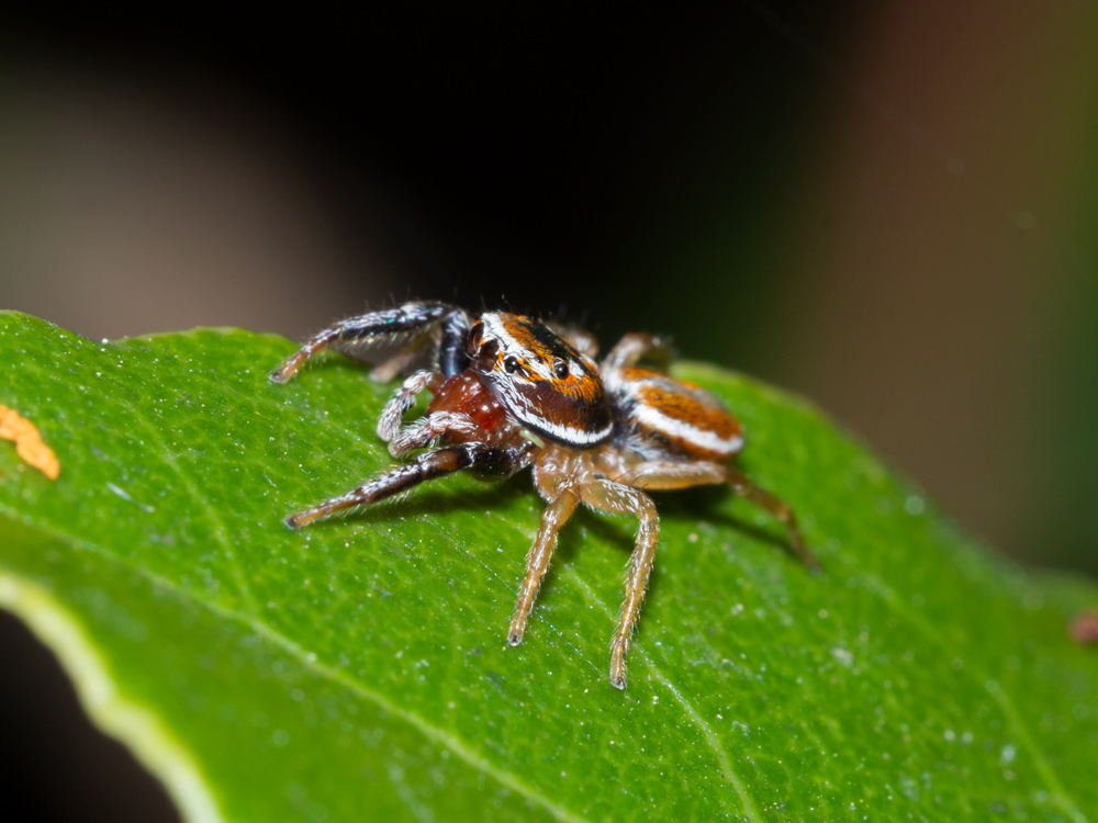 Salticidae: Icius hamatus, maschio - Orbetello (GR)