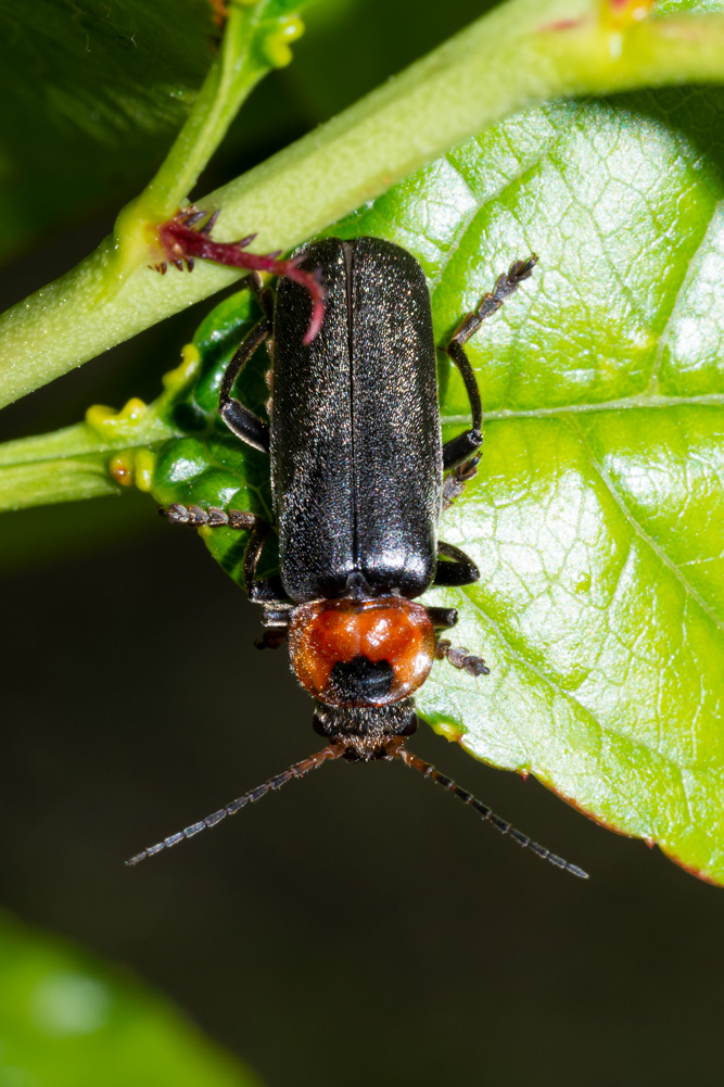 Cantharidae: Cantharis fusca