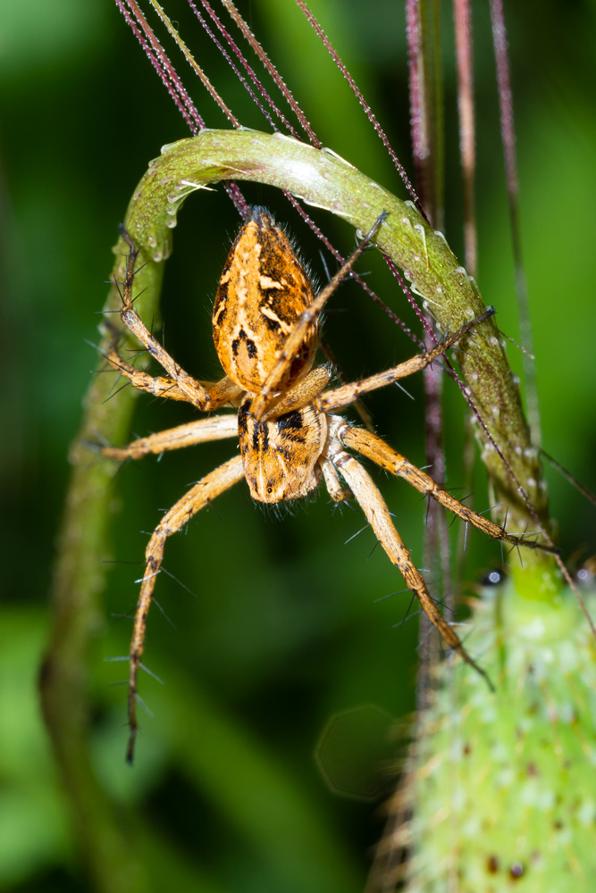 Oxyopes sp?