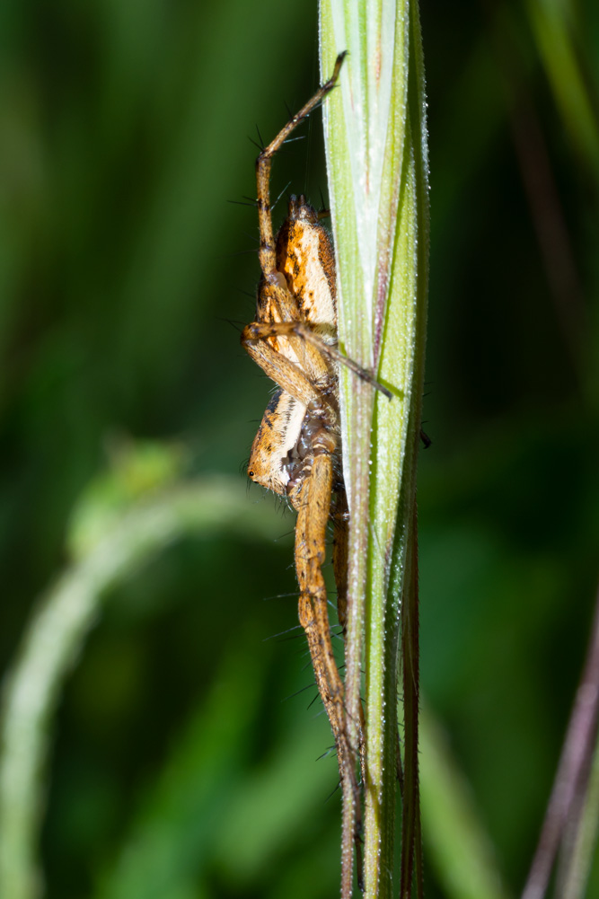 Oxyopes sp?