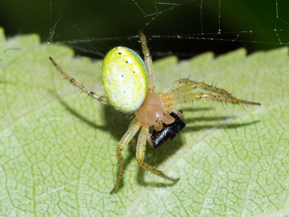 Araniella opisthographa?  Araniella sp.