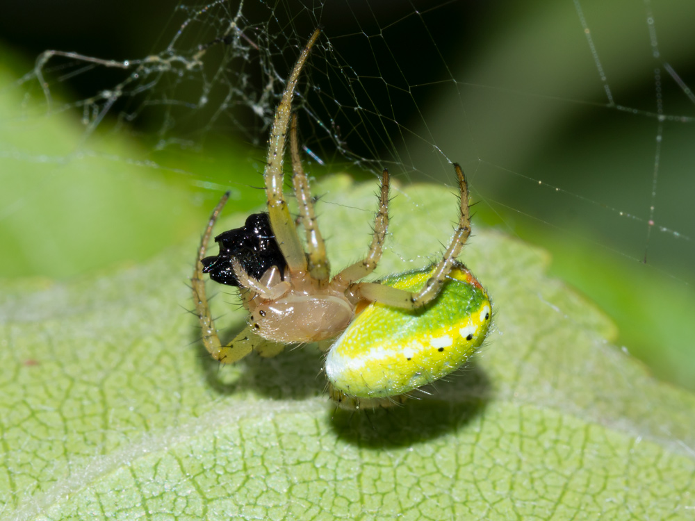 Araniella opisthographa?  Araniella sp.