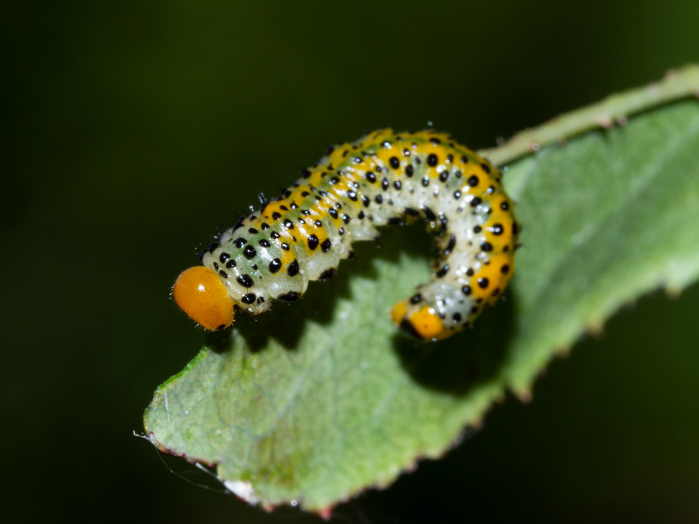 Argidae: Larva di Arge sp.