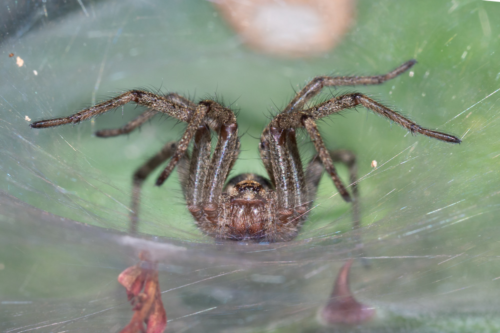 Agelena labyrinthica ? cfr.  - Scansano (GR)