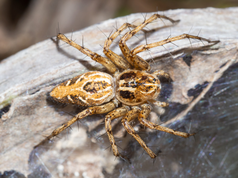 Oxyopes cfr. heterophthalmus -  Scansano (GR)