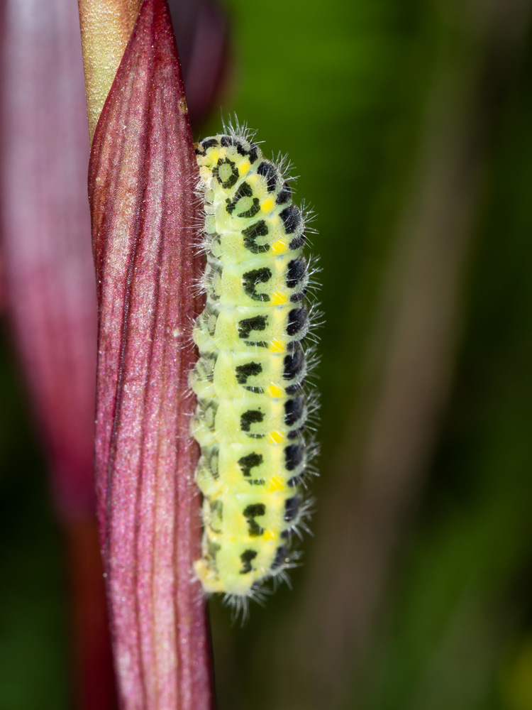 Aiuto identificazione