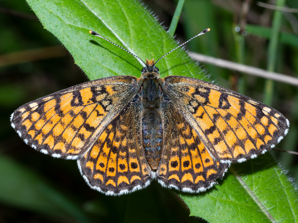 Aiuto identificazione Melitea sp.?  Melitaea cinxia