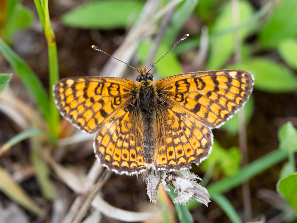 Aiuto identificazione Melitea sp.?  Melitaea cinxia