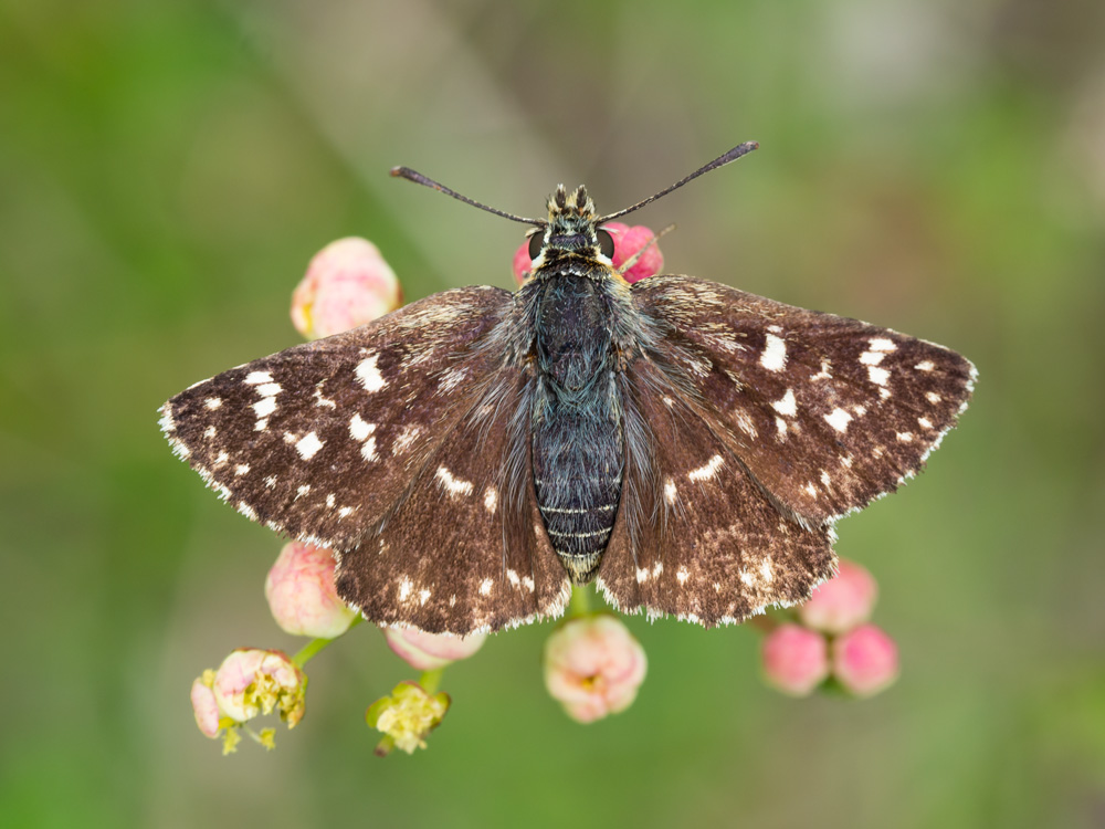 Pyrgus sp? No, Spialia sertorius