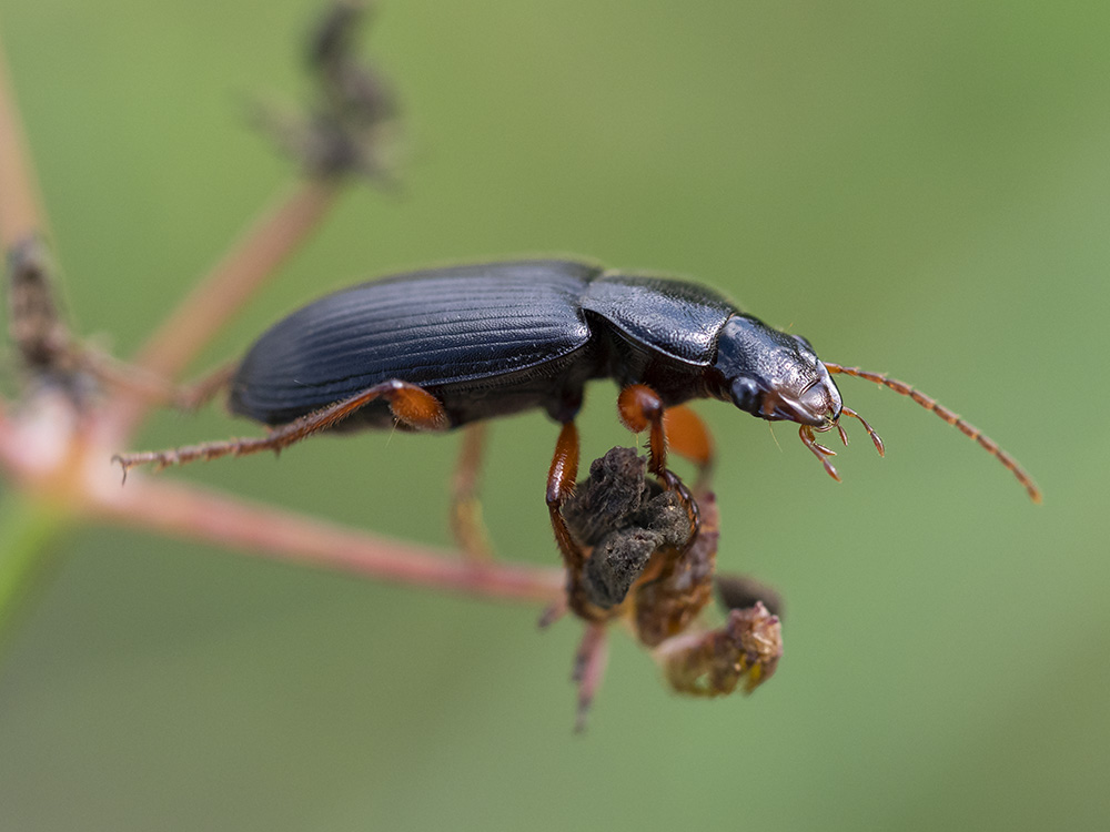 Carabidae: cfr. Ophonus incisus