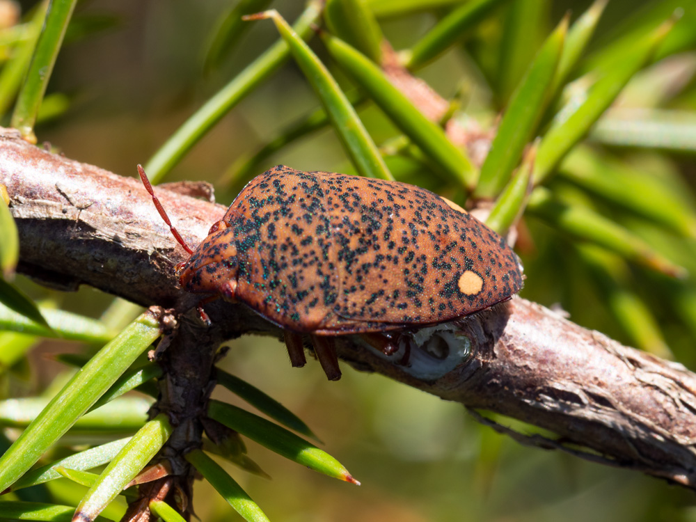 Scutelleridae: Solenosthedium bilunatum