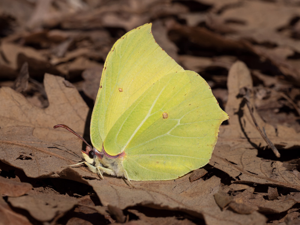 Gonepteryx rhamni ?  S