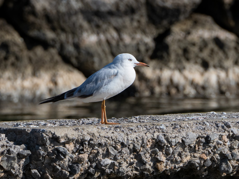 gabbiano roseo (Chroicocephalus genei) ? S