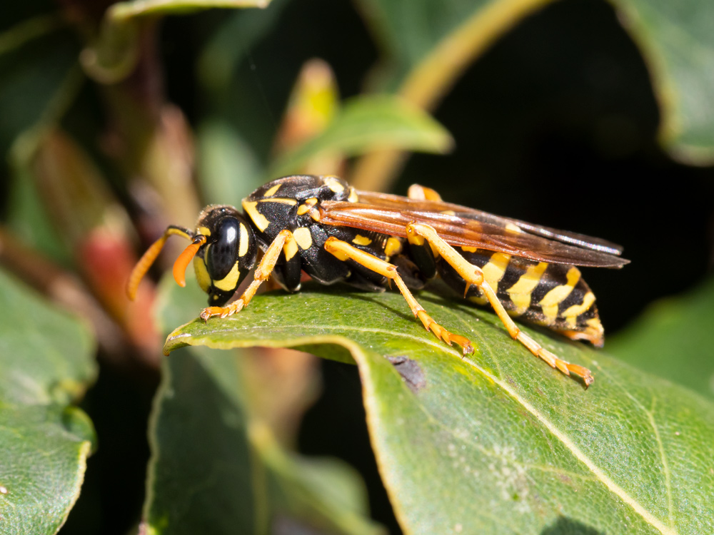 Polistes dominula ?   S