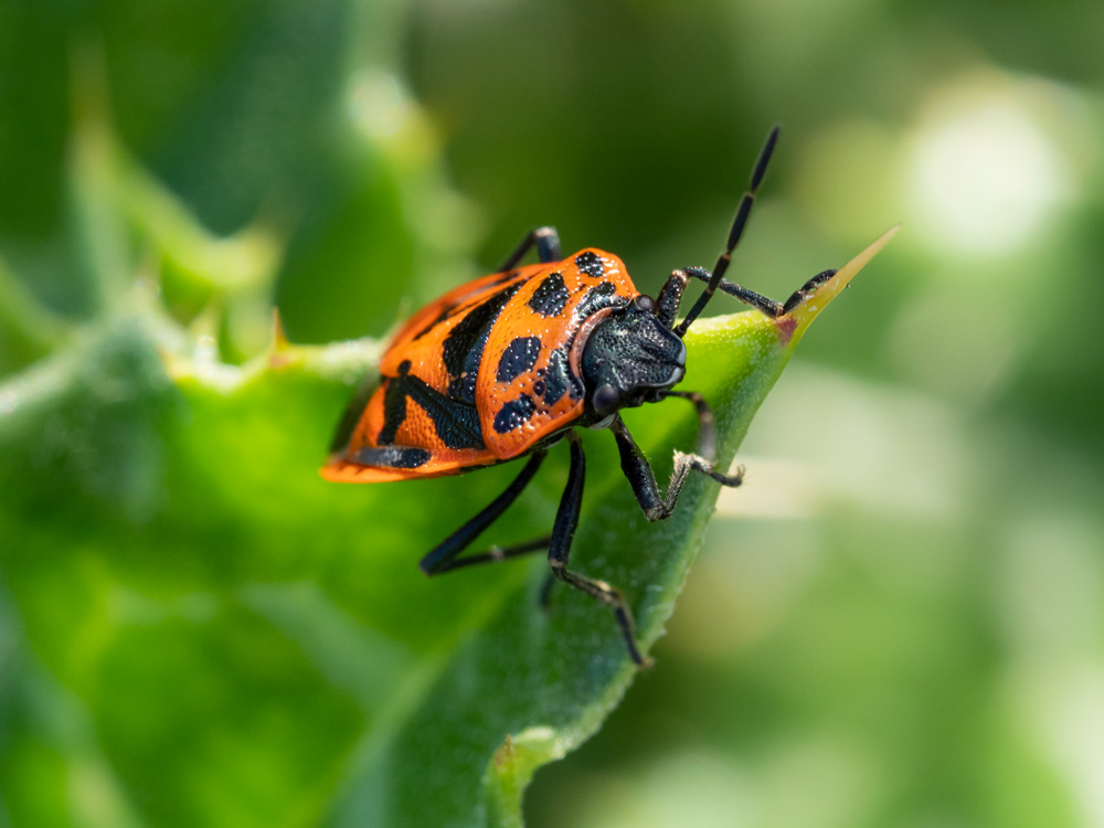 Eurydema cfr. ornata (Pentatomidae)