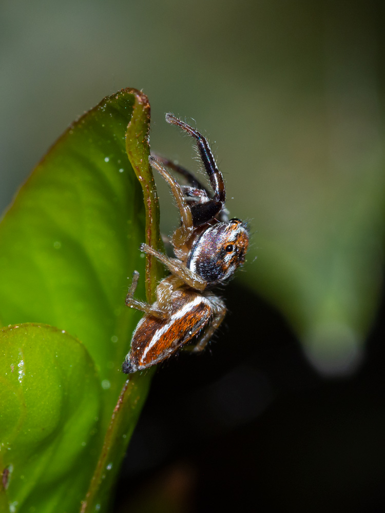 maschio Icius sp.?  S di Icius hamatus