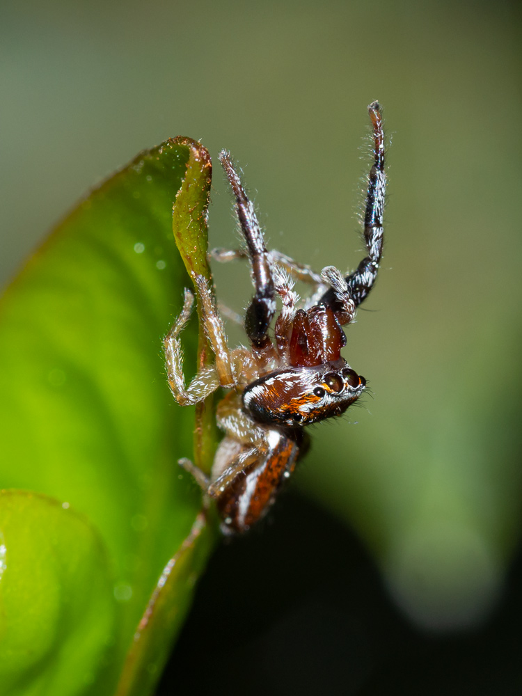 maschio Icius sp.?  S di Icius hamatus