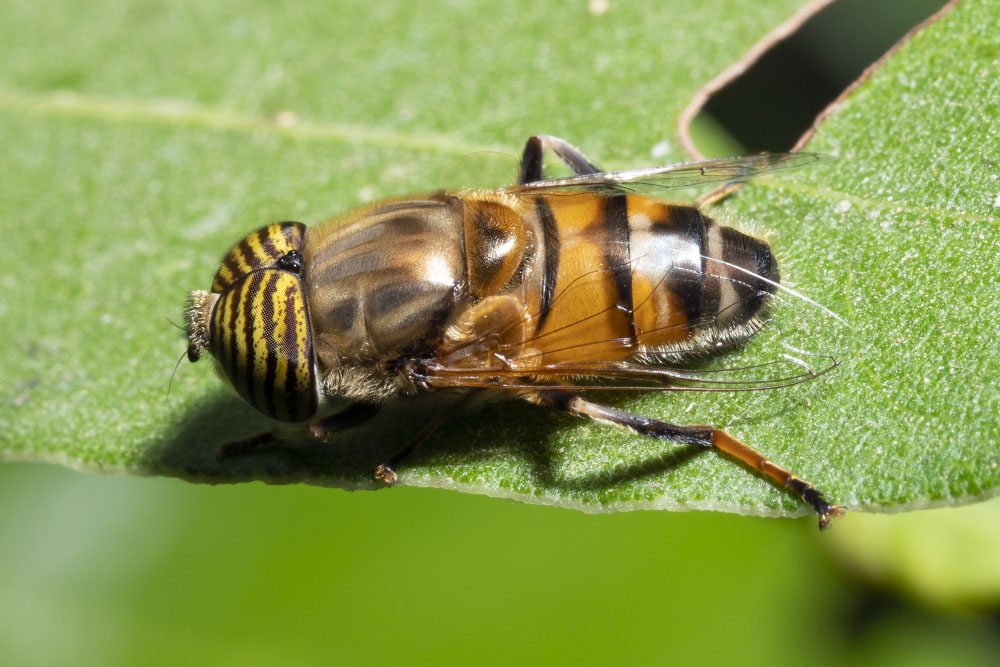 Syrphidae: Eristalinus taeniops?  S, maschio