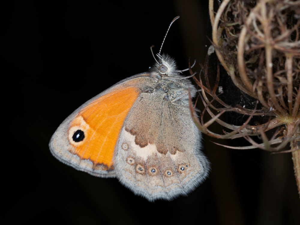 Coenonympha pamphylus? S