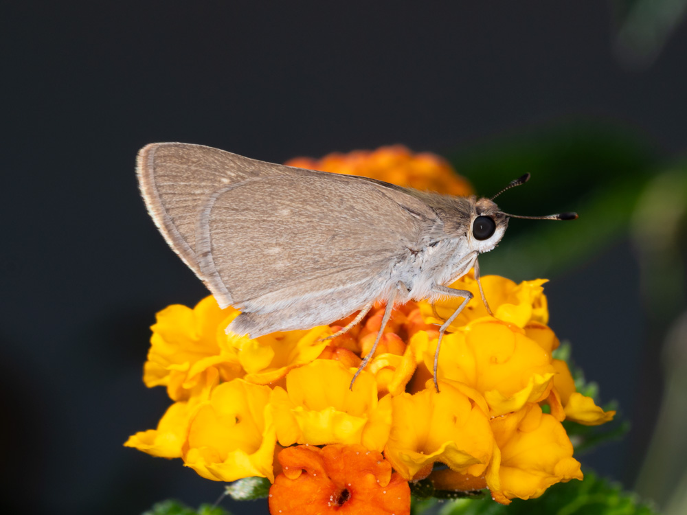 Hesperiidae da identificare