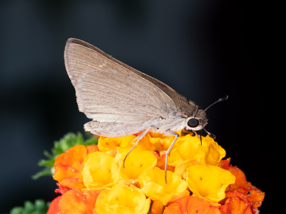 Hesperiidae da identificare