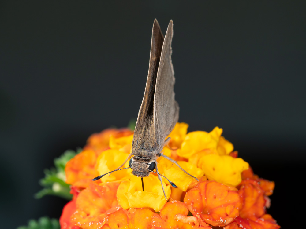 Hesperiidae da identificare