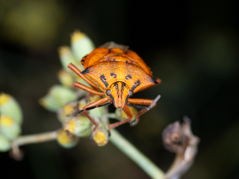 Carpocoris mediterraneus?