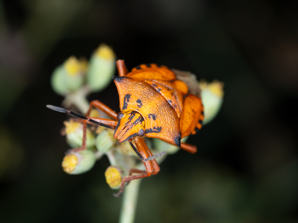 Carpocoris mediterraneus?