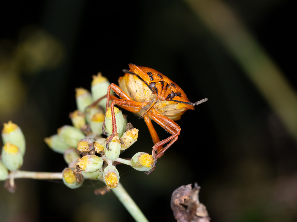 Carpocoris mediterraneus?