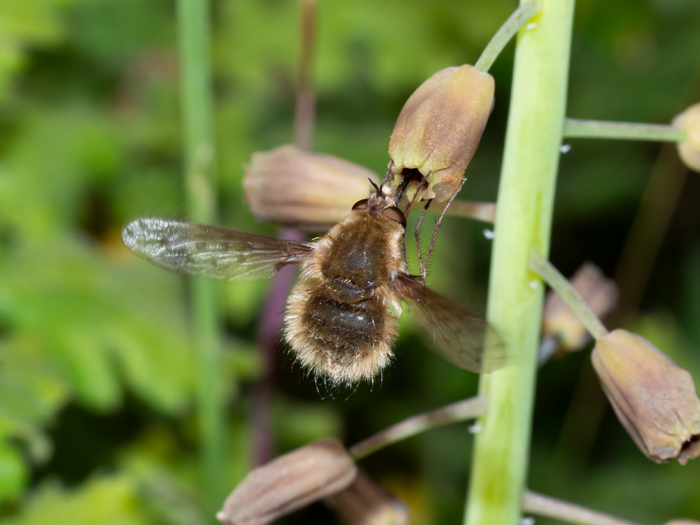 Bombylius da identificare