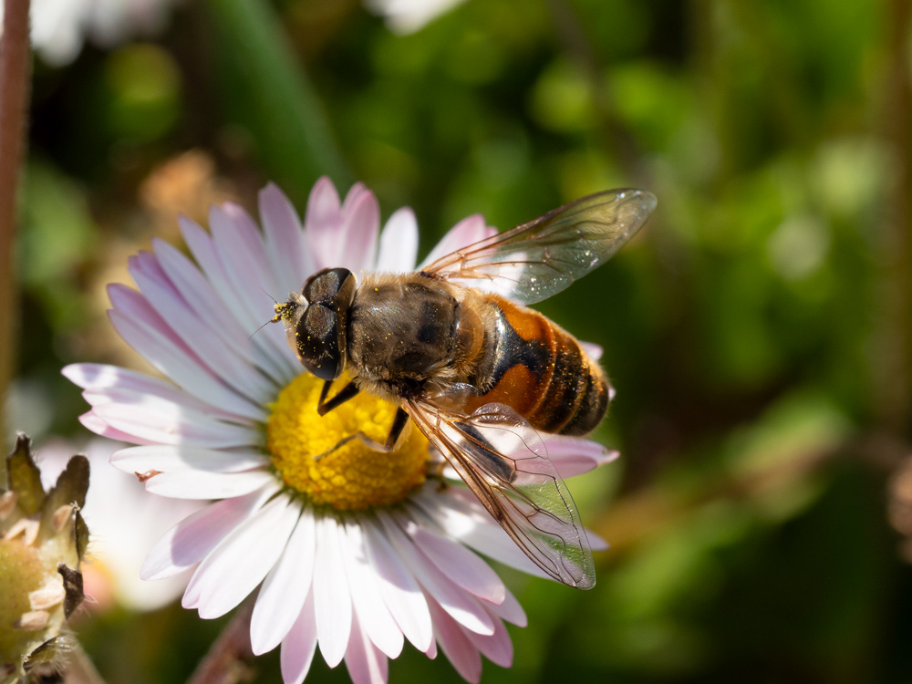 Eristalis sp.?