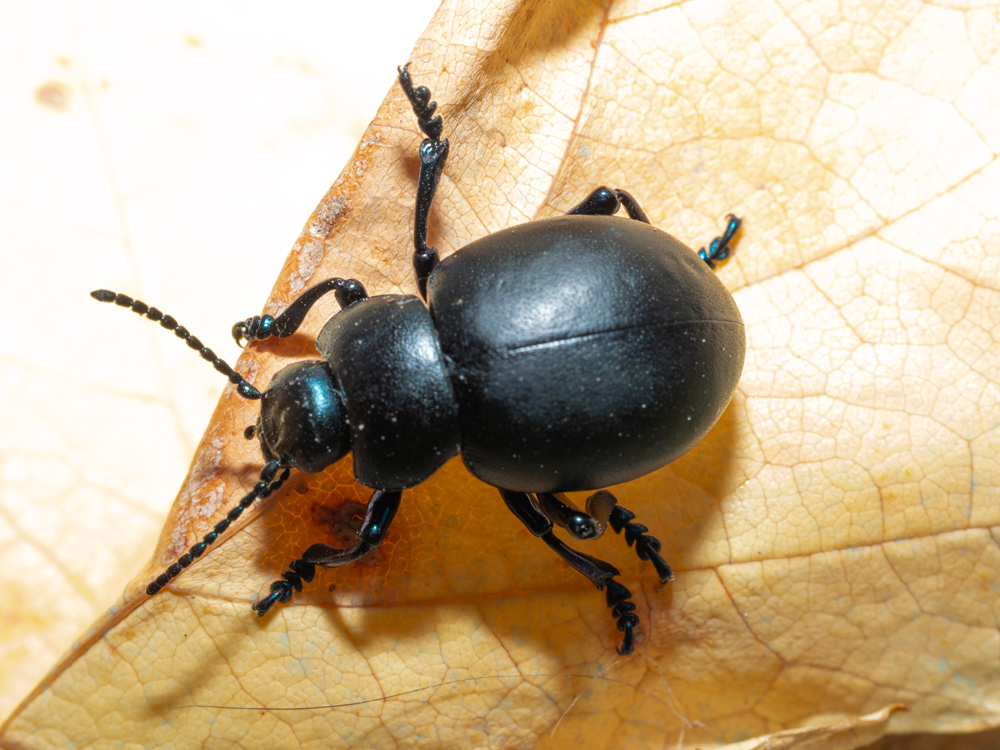 Chrysomelidae: femmina di Timarcha nicaeensis