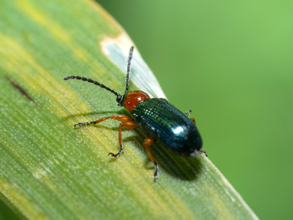 Chrysomelidae: Oulema sp.