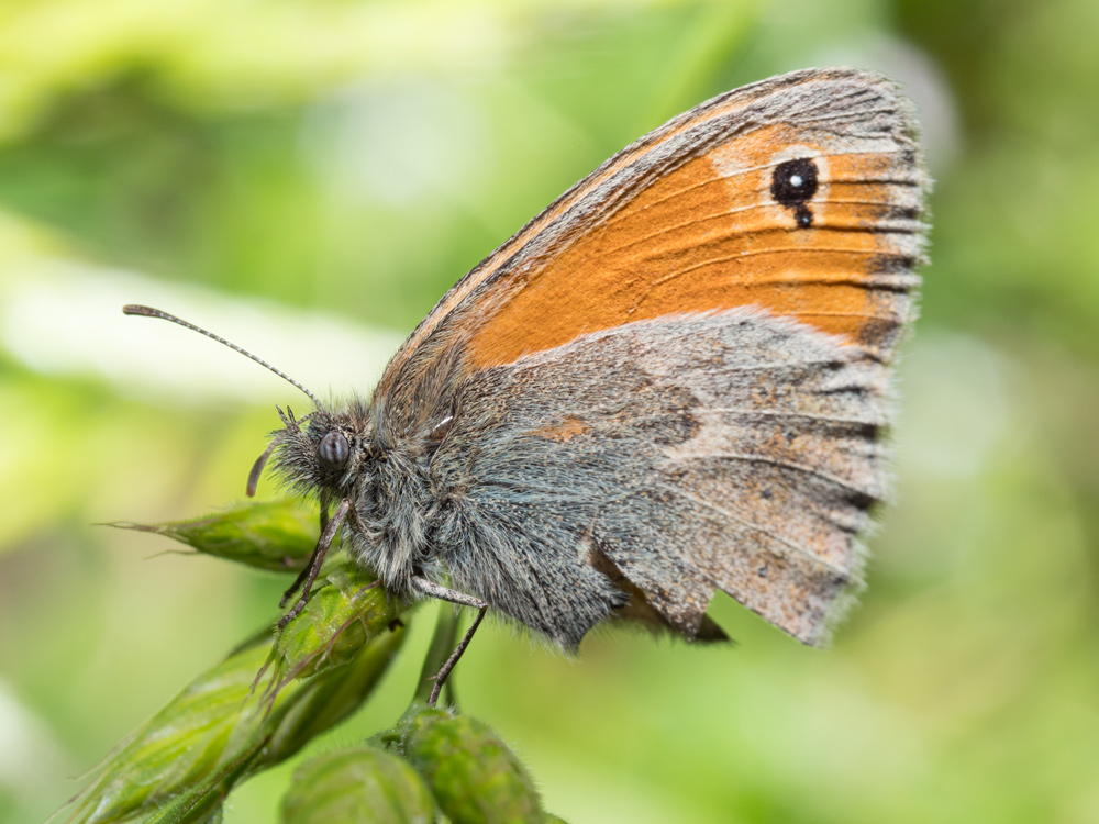 Coenonympha pamphylus?