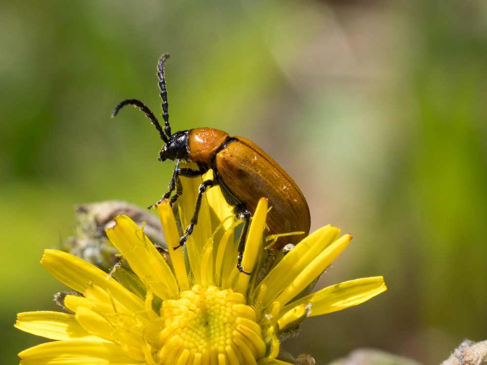 Chrysomelidae: Exosoma lusitanicum