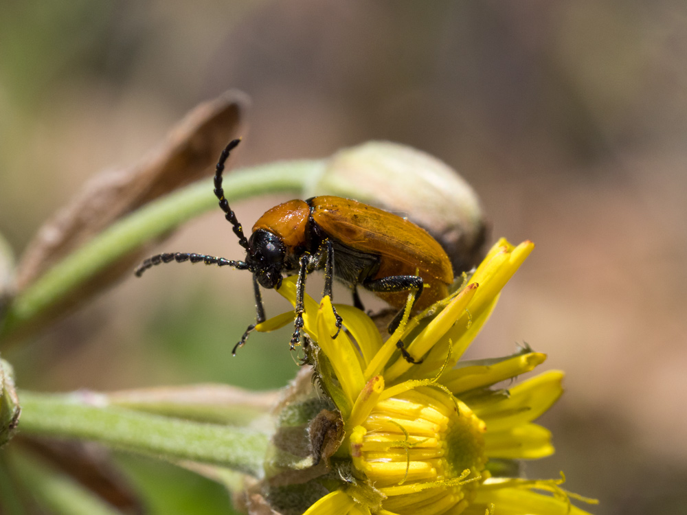 Chrysomelidae: Exosoma lusitanicum